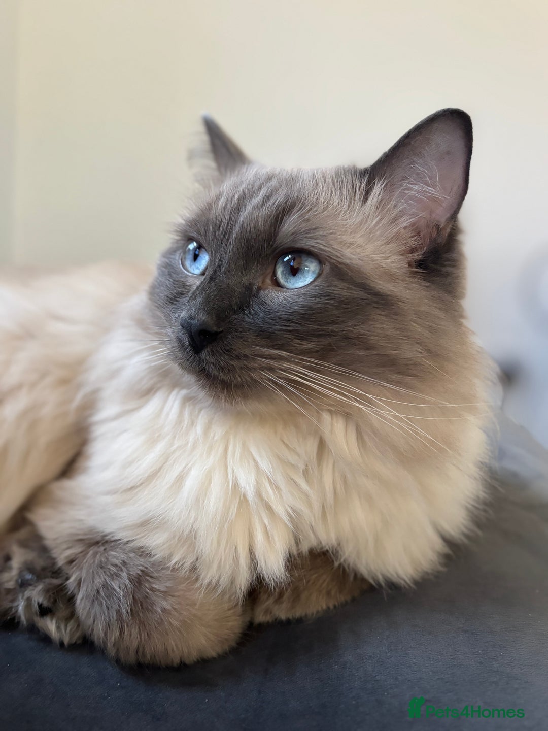 Ragdoll cats for stud: Ragdoll male for stud - Advert 1