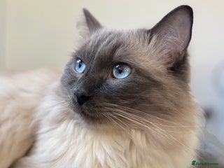 Ragdoll cats Ragdoll male for stud - Advert 7