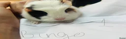 Guinea Pig rodents for sale: We have two litters of guinea pigs - Advert 1