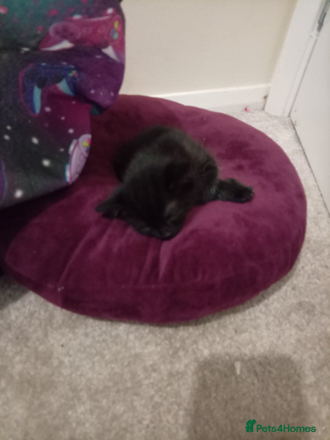 Mixed Breed cats for sale: Female kitten for sale - Image 3