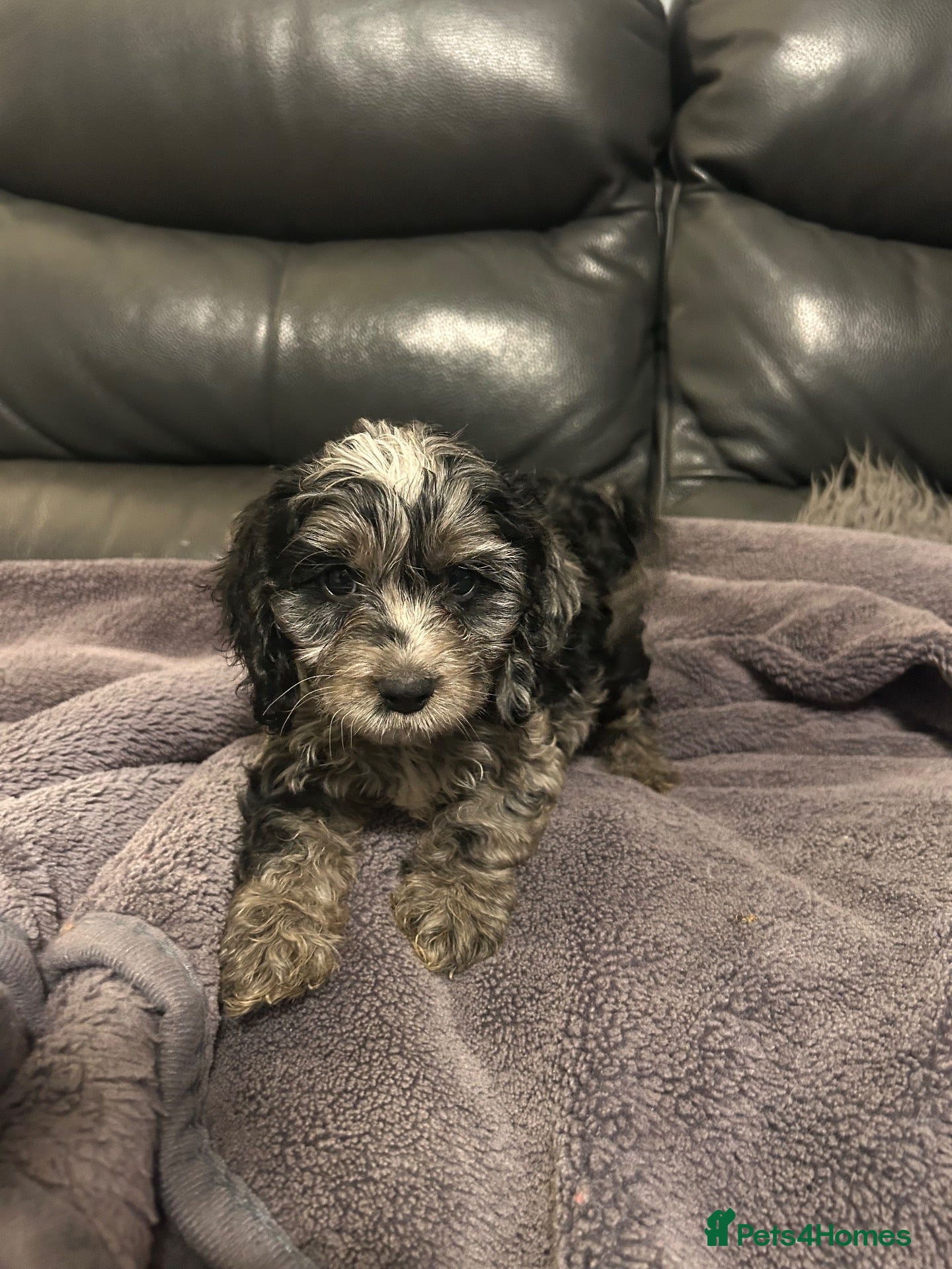 Cockapoo dogs Gorgeous f1 cockapoo pups - Advert 3