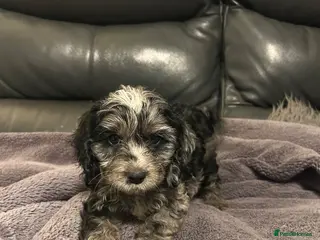 Cockapoo dogs Gorgeous f1 cockapoo pups - Advert 3