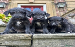 Bedlington Terrier dogs for sale: Fantastic F1 Bedlington x Whippet Puppies  - Image 5