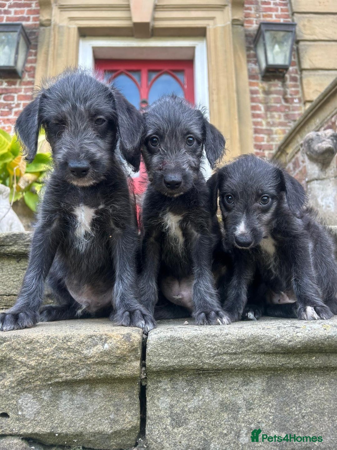 Bedlington Terrier dogs for sale: Fantastic F1 Bedlington x Whippet Puppies  - Image 5