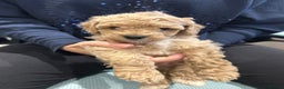 Goldendoodle dogs for sale: Mini Goldendoodles - Advert 5