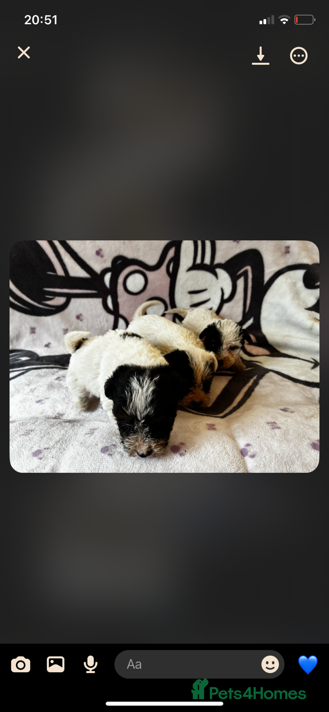 Jack Russell dogs for sale: Jack russel - Image 4