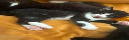 Mixed Breed cats for sale: 7 Beautiful Boy Kittens — Ready Now ✅ £20 each - Advert 4