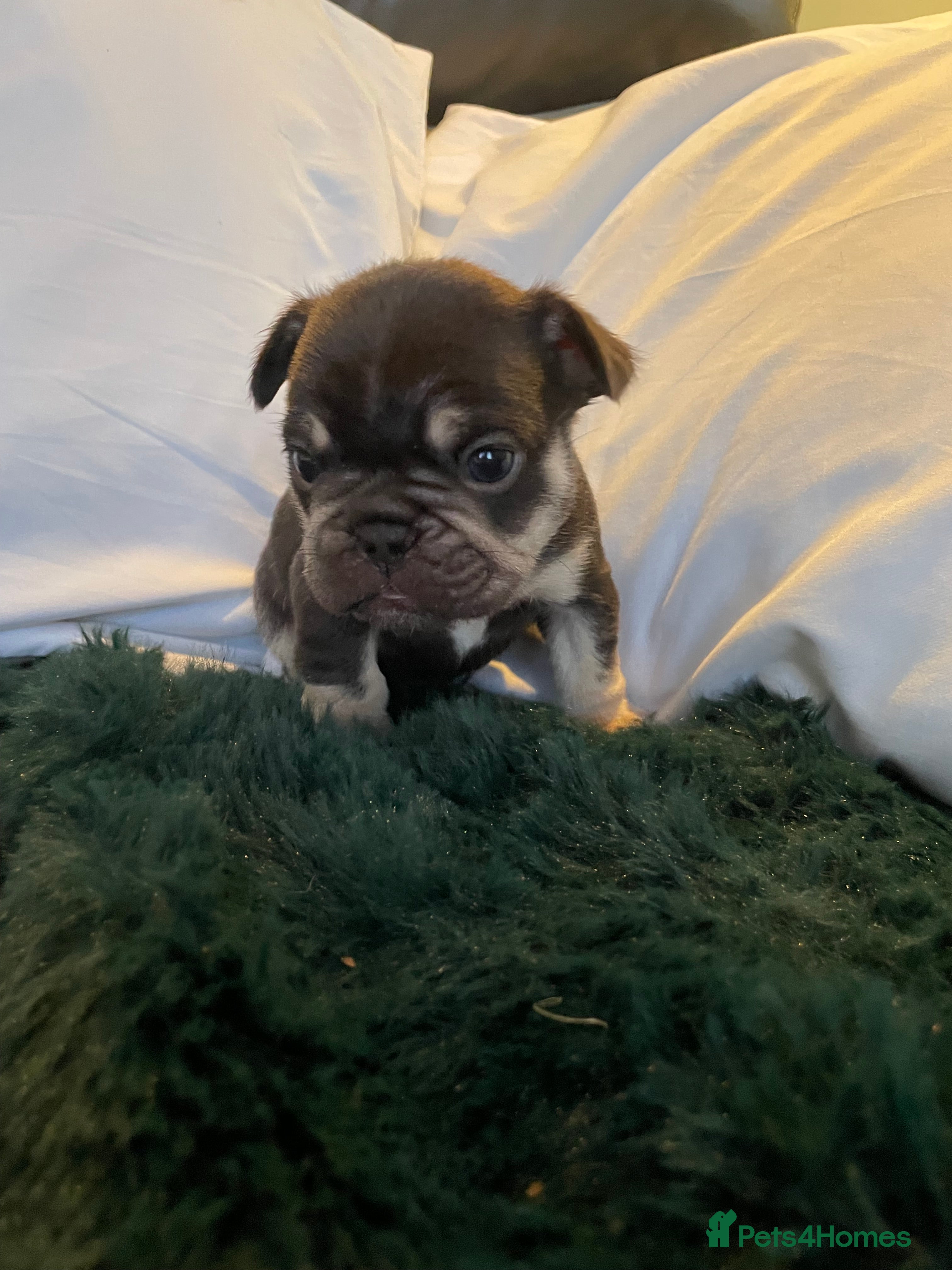 French Bulldog dogs Beautiful Merle French bulldogs  - Advert 7