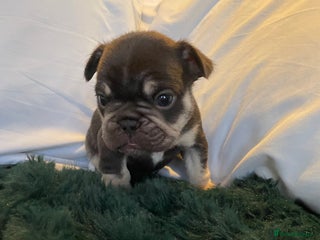 French Bulldog dogs Beautiful Merle French bulldogs - Advert 1