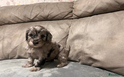 Cockapoo dogs for sale: 🐶F1 Cockerpoo Pups – Merle, Chocolate, Apricot 🐶 - Image 24