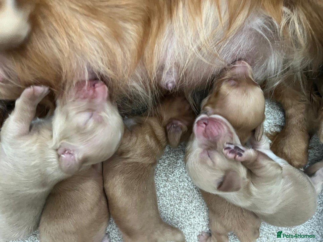 Miniature Dachshund dogs for sale: PRA clear miniature long haired dachshund puppies - Image 5