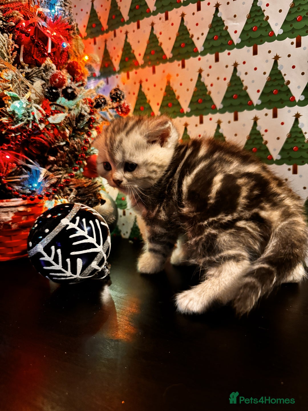 Scottish Fold cats for sale: 4 Beautiful Scottish Fold Kittens - Advert 17