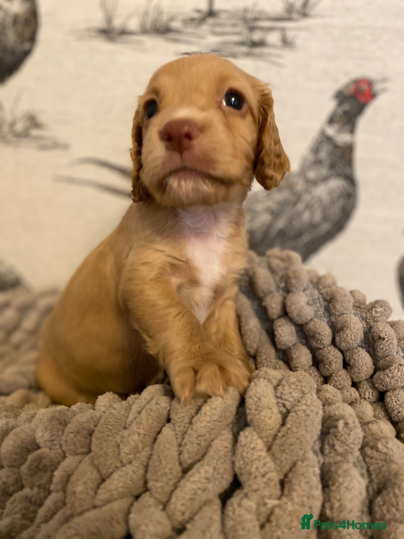 Cocker Spaniel dogs Beautiful KC Working Cocker Spaniel Puppies. - Advert 1
