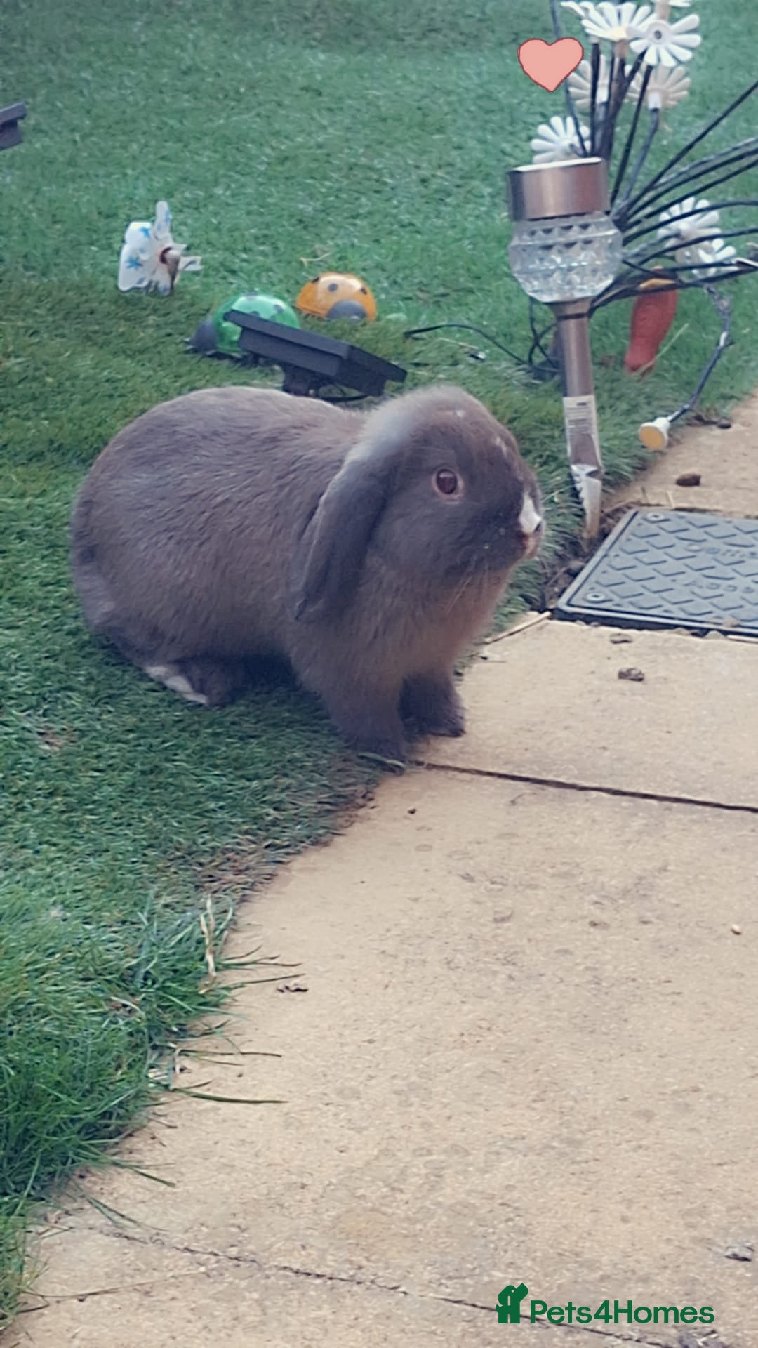 Dwarf Lop rabbits for sale: Two beautiful baby bunnies  - Image 14