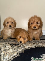 Cockapoo dogs Ready to go adorable cockapoo puppies - Advert 15