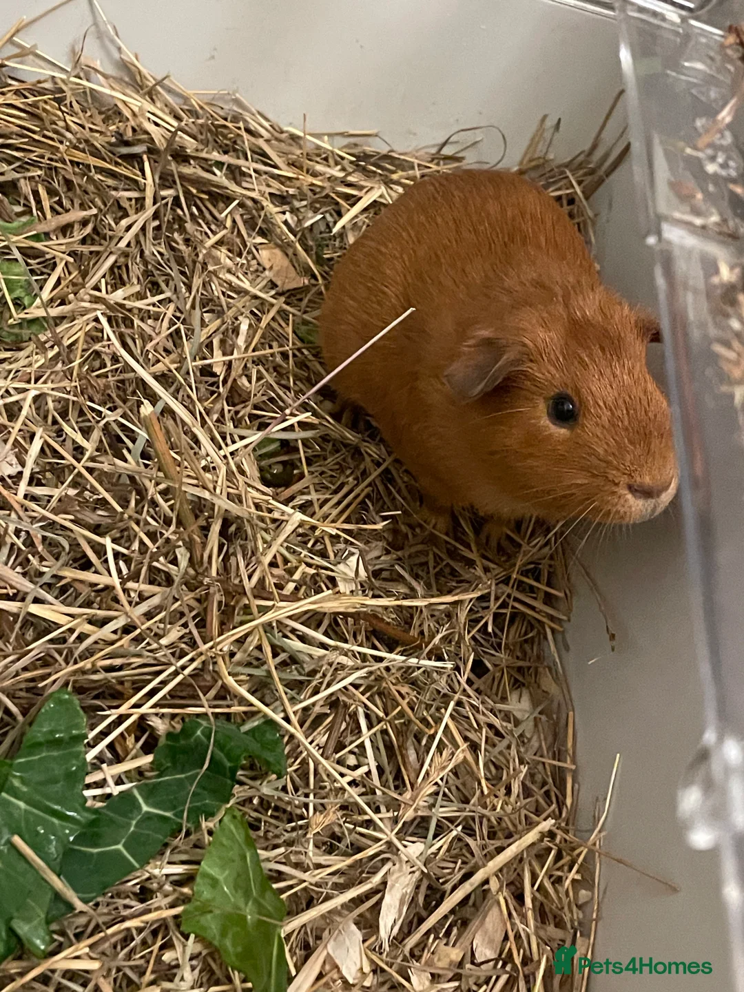 Guinea Pig rodents for sale: Ginger Male Guinea Pig - Advert 2