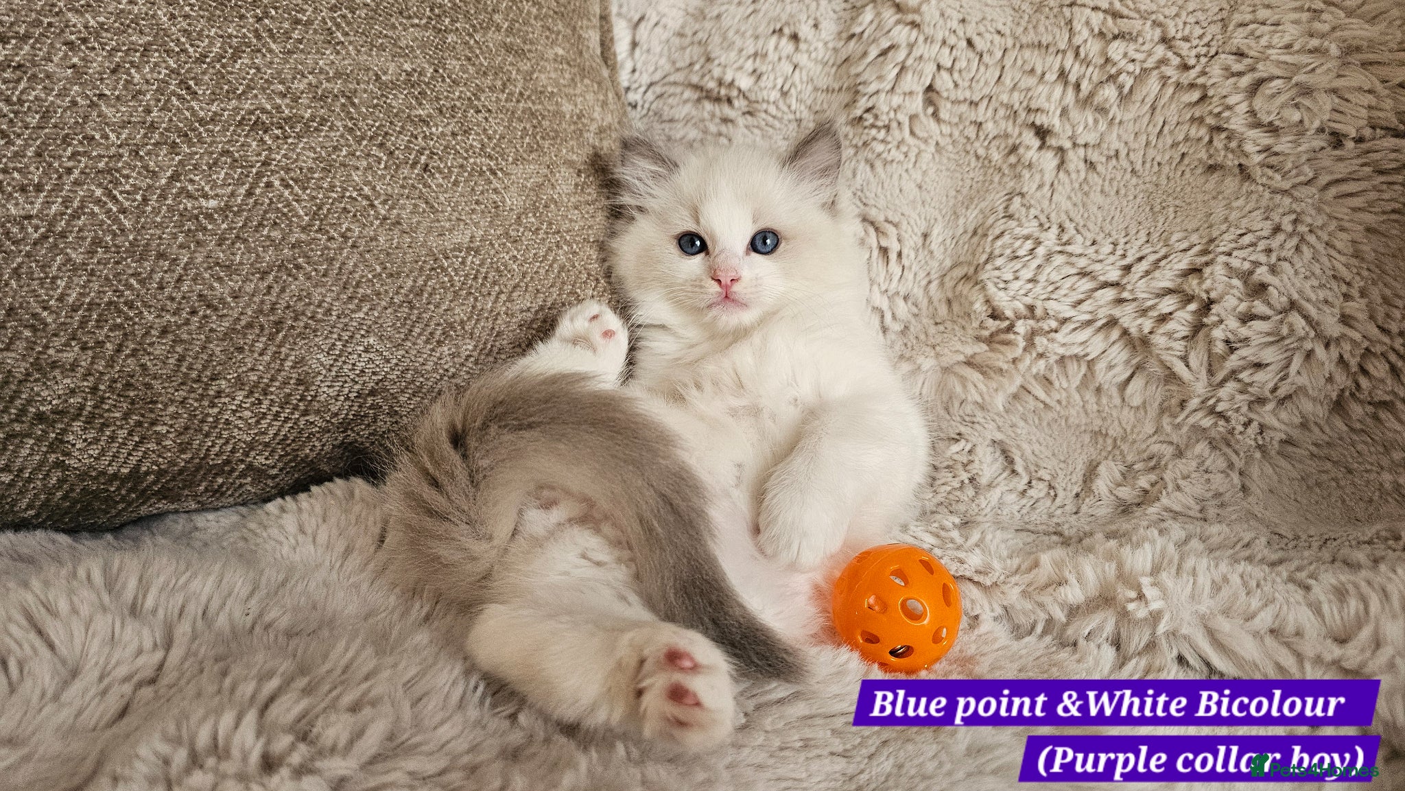 Ragdoll cats Stunning Ragdoll Kittens – Boys Only (TICA) - Advert 1
