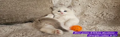 Ragdoll Kitten 2