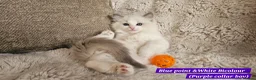 Ragdoll cats for sale: Stunning Ragdoll Kittens – Boys Only (TICA) - Advert 1