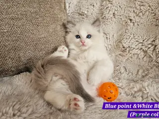 Ragdoll cats for sale: Stunning Ragdoll Kittens – Boys Only (TICA) - Advert 2