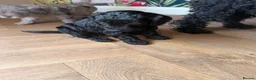 Cockapoo dogs for sale: 1 black male left, F1B cockapoo puppies  - Advert 10