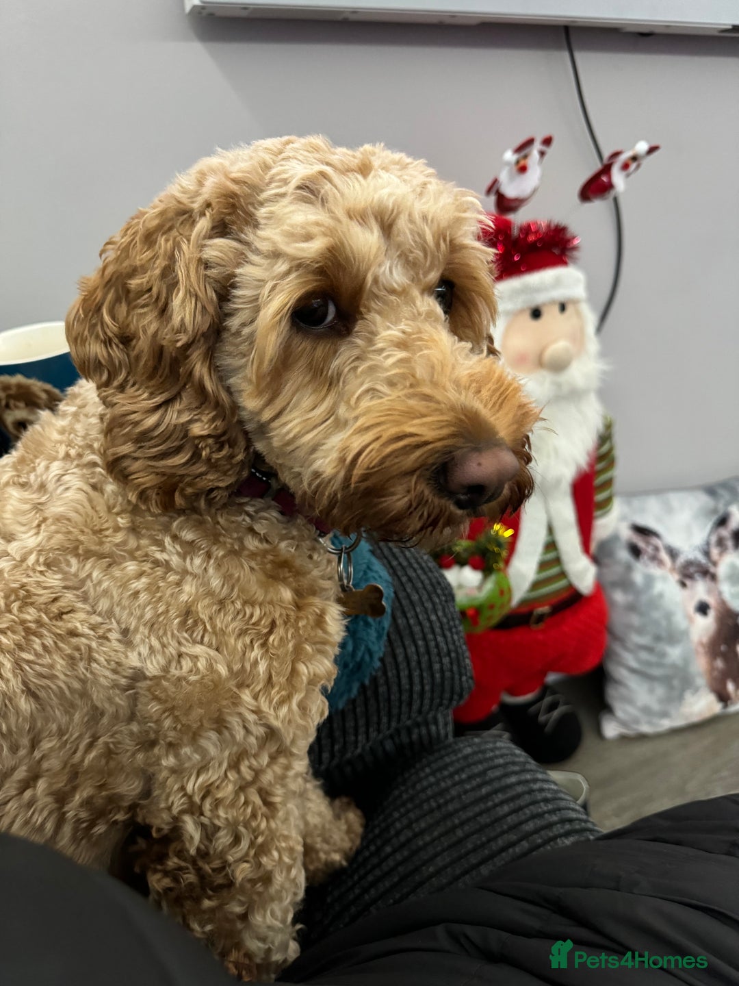 Cockapoo dogs for sale: Cockapoo bitch red 3 years old  - Image 5