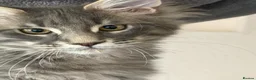 Maine Coon cats for sale: Mainecoone kitten  in Telford - Advert 6