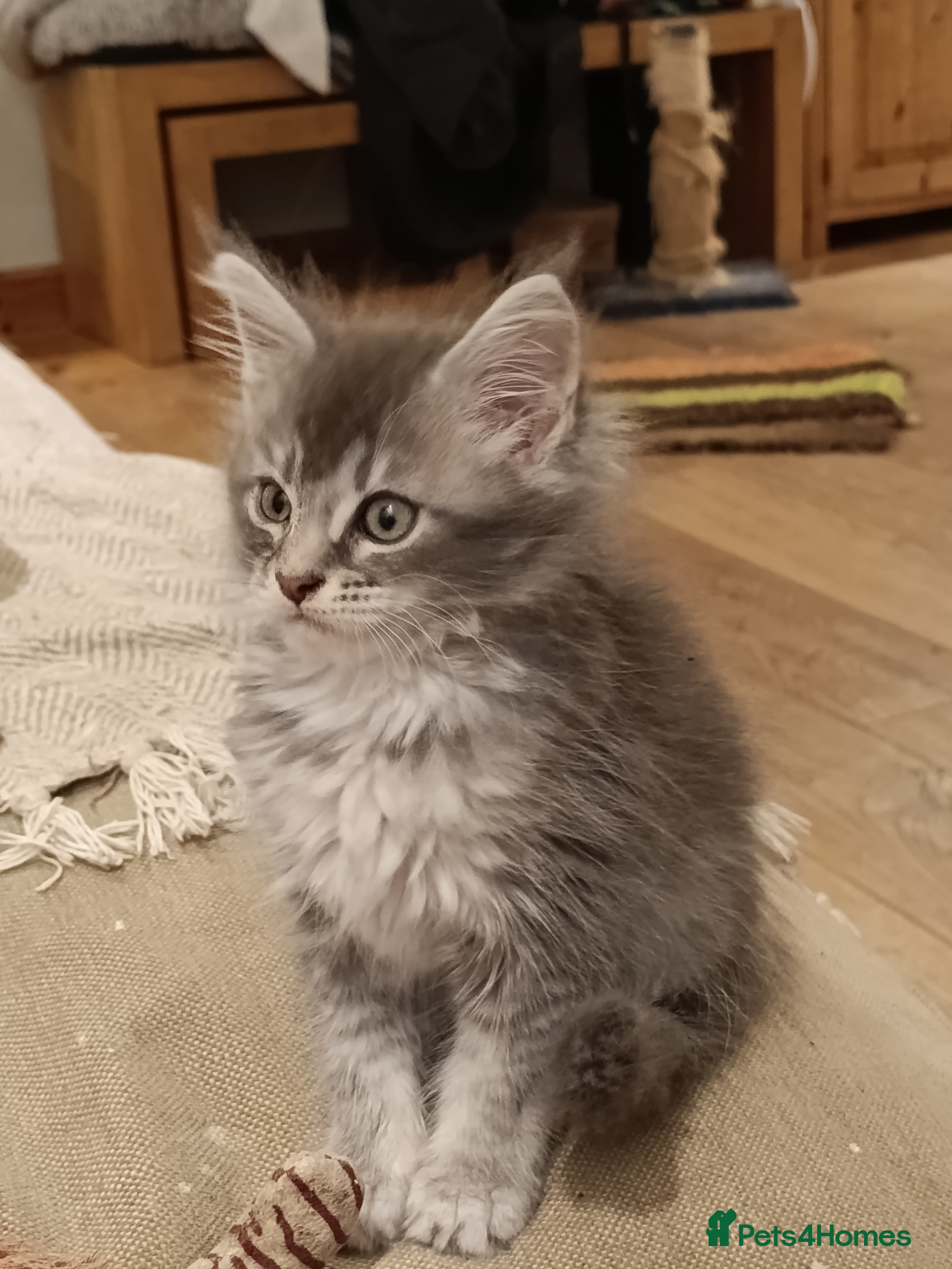 Maine Coon cats Tica Reg and fully health tested - Advert 3