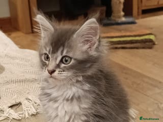 Maine Coon cats Tica Reg and fully health tested - Advert 3