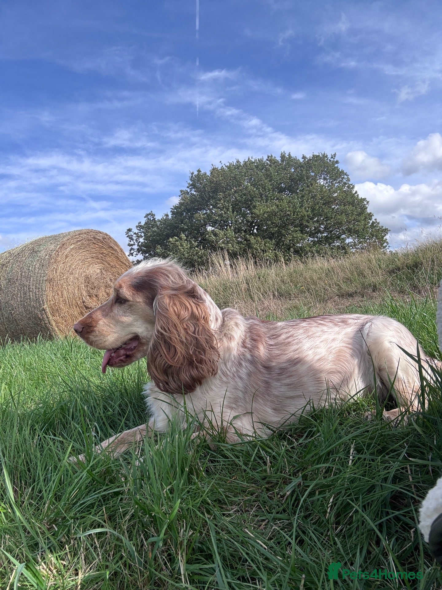 Cocker Spaniel dogs Cocker spaniel puppies - Advert 1