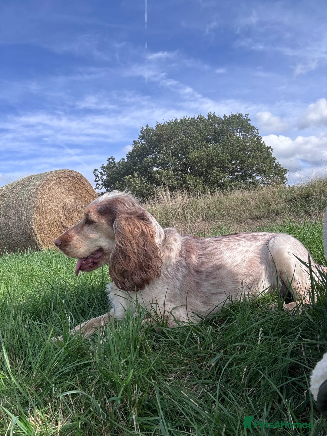 Cocker Spaniel dogs for sale: Cocker spaniel puppies in Dronfield - Advert 1