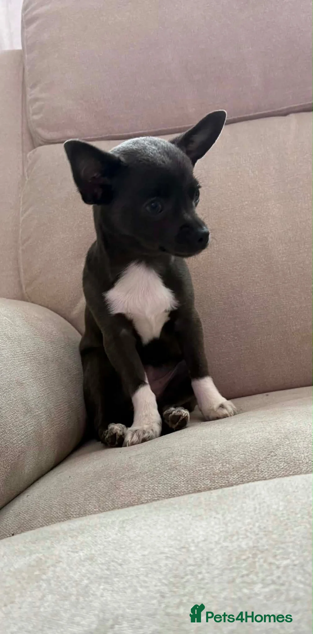 Chihuahua dogs for sale: Chihuahua bitch puppy in Ammanford - Advert 1