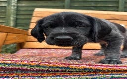 German Wirehaired Pointer dogs for sale: German Wirehaired Pointer Puppies for Sale - Image 4