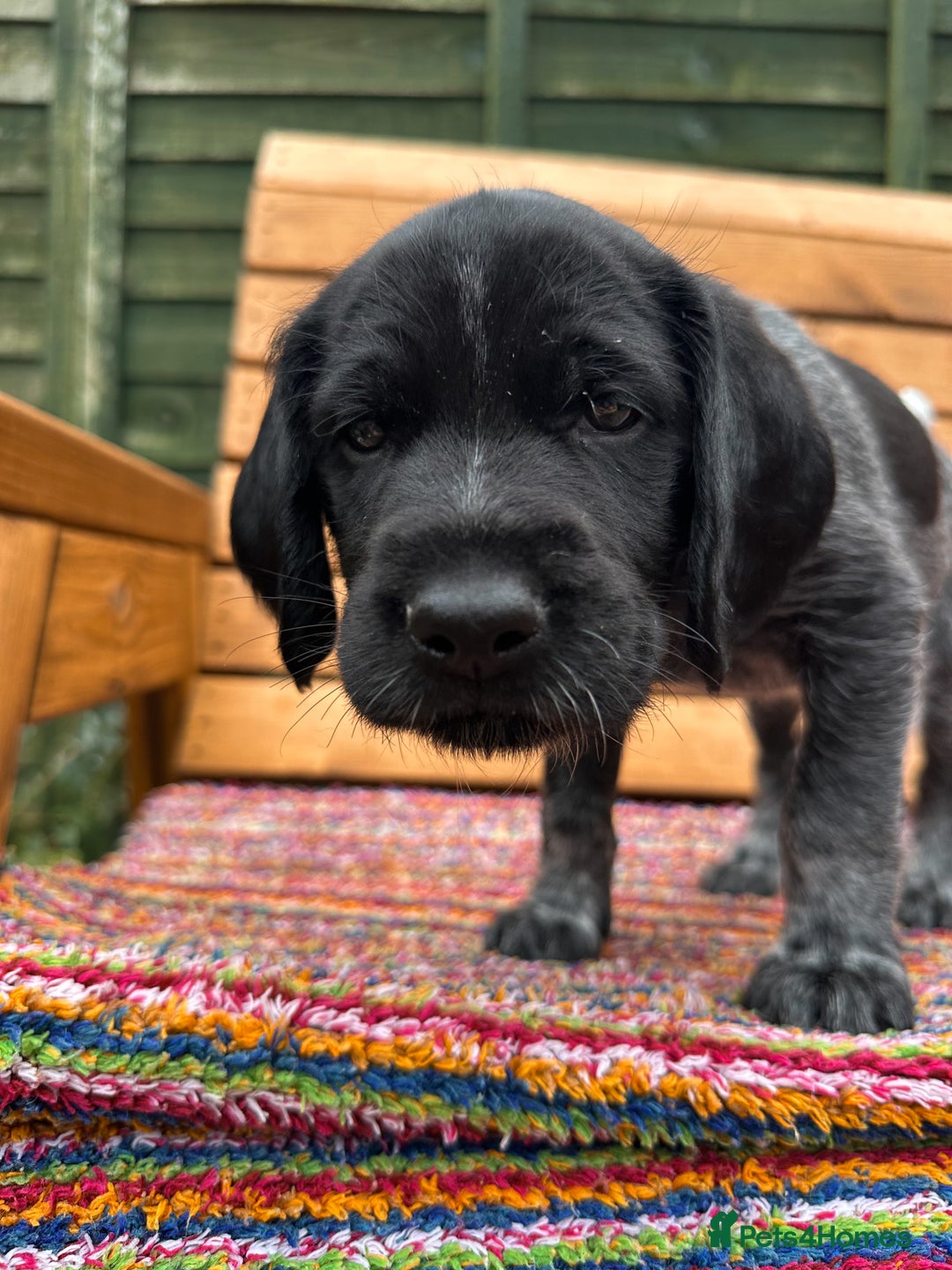 German Wirehaired Pointer dogs for sale: German Wirehaired Pointer Puppies for Sale - Image 4