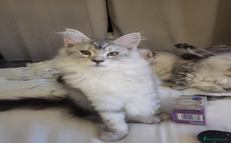Maine Coon cats in Usk - Advert 14