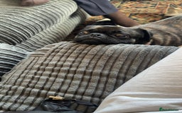 Jug dogs for sale: 3 year old jug for sale - Image 1