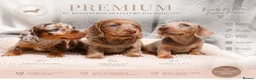Miniature Dachshund dogs for sale: Miniature Dachshund  - Advert 9