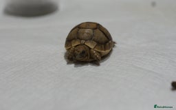 Tortoise reptiles for sale: Greek Tortoises for sale - Image 7