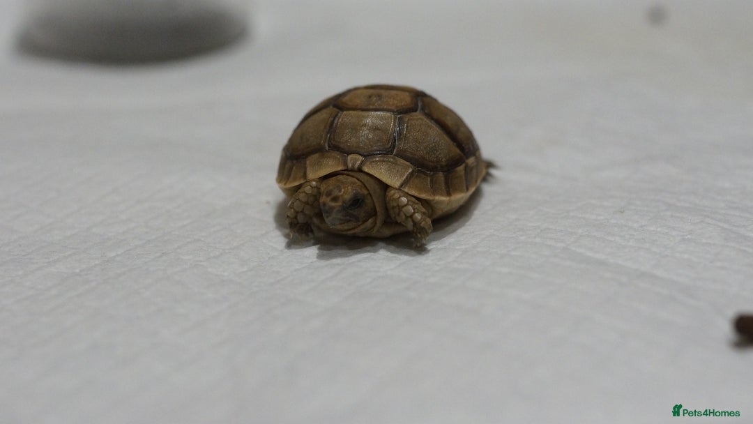 Tortoise reptiles for sale: Greek Tortoises for sale - Image 7