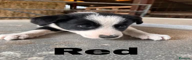 Border Collie 7