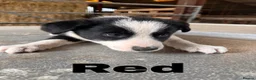 Border Collie dogs for sale: Border Collie pup's for sale  - Advert 5