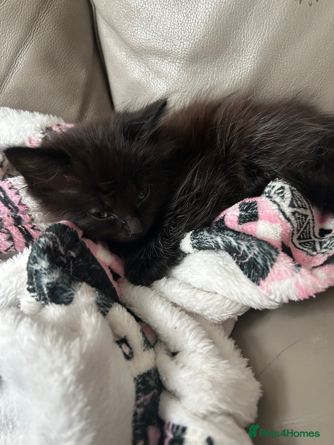 Mixed Breed cats for sale: Mixed kittens  - Image 3