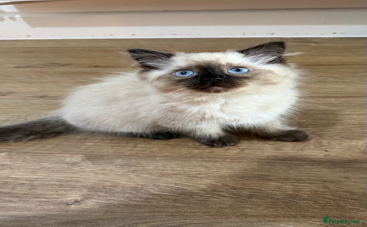 Ragdoll cats - Advert 11