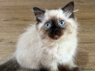 Ragdoll cats - Advert 9