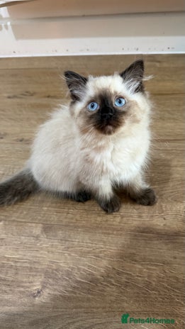 Ragdoll cats - Advert 9