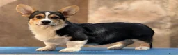 Welsh Corgi Pembroke dogs for sale: Quality Corgi pembroke  available for loving homes - Advert 5