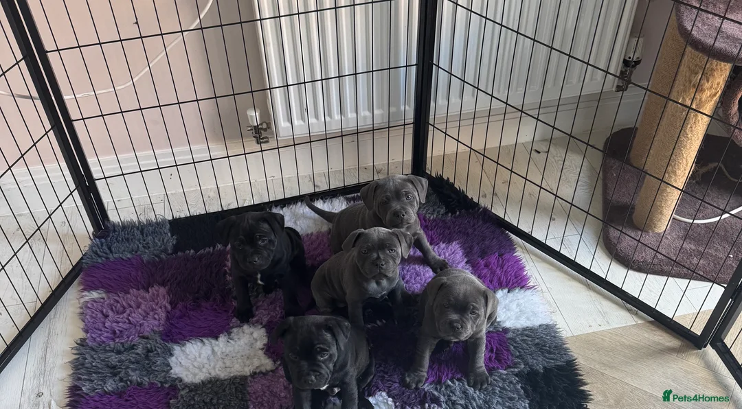 Staffordshire Bull Terrier dogs for sale: Scuba_staffies waiting list open. Valglo x bronson - Advert 2