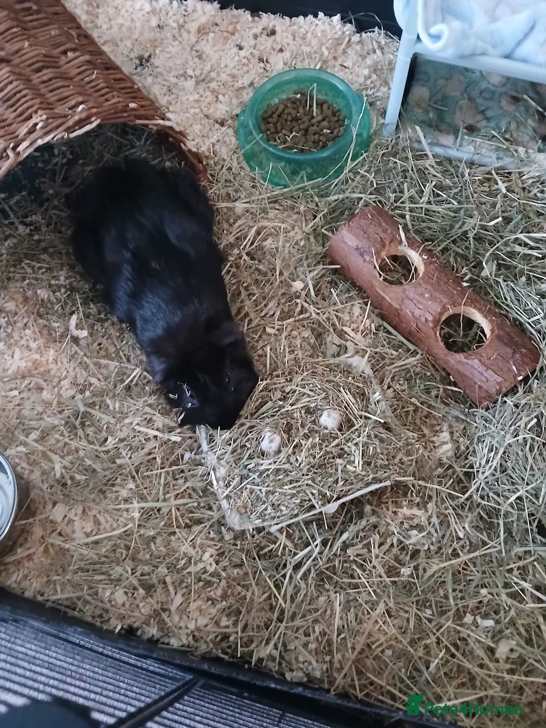 Guinea Pig rodents for sale: Pair of Male Boars.  in Rugby - Advert 2