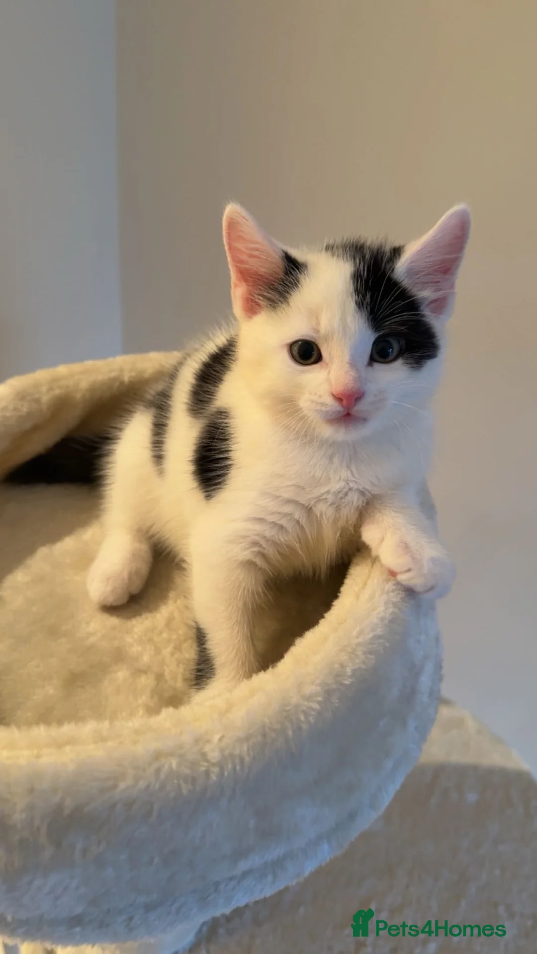 Mixed Breed cats for sale: 2 Kittens (boys) in Greenford - Advert 1