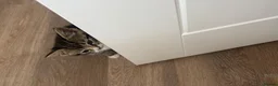 Mixed Breed cats for sale: Rescue sisters need home together 🤎🖤 - Advert 4